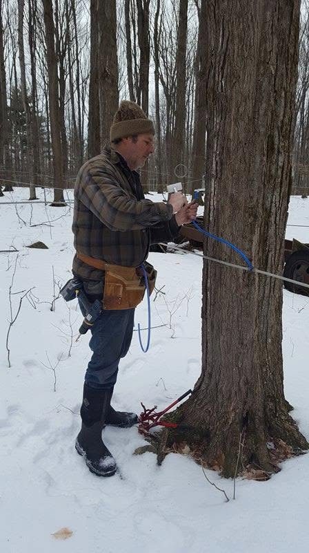 Tapping a maple tree in the sugarbush